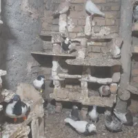 کبوتر کفتر|پرنده|دشتابی, |دیوار