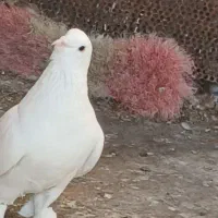 کفتر|پرنده|شیراز, ابیوردی|دیوار