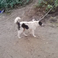 واگذاری سگ چوپانی وشکاری|سگ|احمدسرگوراب, |دیوار