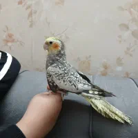پرنده دستی|پرنده|شیراز, شهرک پرواز|دیوار