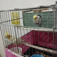 عروس هلندی مولد تضمینی سخنگو