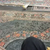 یک عدد عروس هلندی گم شده