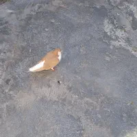 کبوتر|پرنده|آشخانه, |دیوار