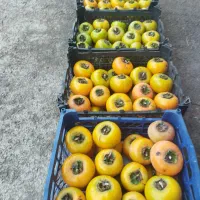 فروش خرمالو درشت شیرین