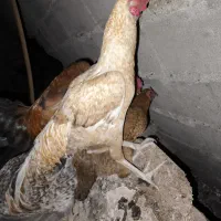 خروس محلی ده ماه