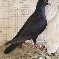 کبوتر.زاغ کرمونی سفیدکرمونی سوسکی کرمونی