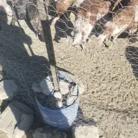 فروش فوری بوقلمون محلی|حیوانات مزرعه|بوکان, |دیوار