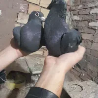 یه جفت کفتر زاغ‌کلاغ‌ خطری|پرنده|زرند, |دیوار