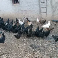 حدود ۸۰مرغ ۵خروس