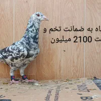 10تا کبوتر ابلغ ماده و سار سرور ماده