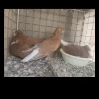 کفتر زرد کرمانی و طوقی و دم سفید کاکلی|پرنده|بیرجند, |دیوار