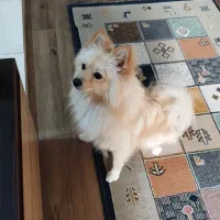 پامر روباهی یک ساله تربیت شده