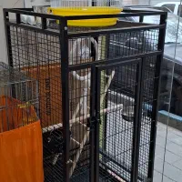 قناری سهره یاسمین گرینچیک قفس|پرنده|تهران, گرگان|دیوار