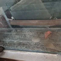 آکواریوم
