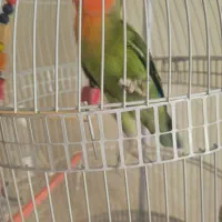 کوتوله برزیلی