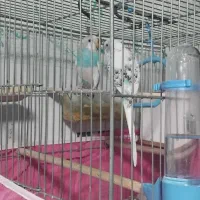 مرغ عشق|پرنده|پاوه, |دیوار