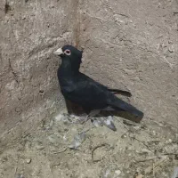 نرکلاغ سیستان کلاهی
