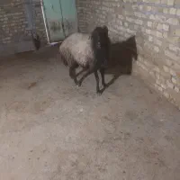 قوچ‌افشارشیشک|حیوانات مزرعه|رامند, |دیوار