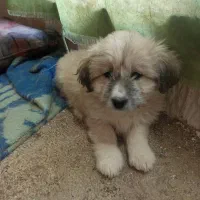 چهارقلاده توله سگ|سگ|سنندج, |دیوار