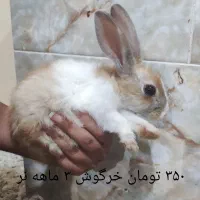 خرگوش ۳ ماهه