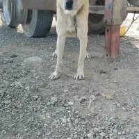 سگ هیکل سرابی|سگ|مشهد, بهمن|دیوار