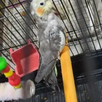 جفت عروس هلندی  اهلی سالم