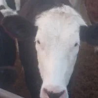 ۲راس گوساله ماده سیمیتال جنس شیرده