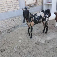 پازن پاکستانی اصل مست مست چهل گل