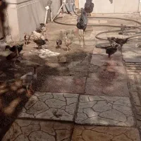 مرغ باجوجه هاش