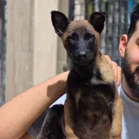 فروش مالی نویز سگ گارد و نگهبان
