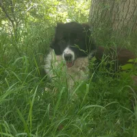 سگه سالم سن یک سال