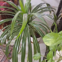گل پاندانوس