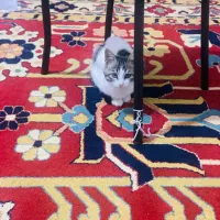 فروش گربه ۳ ماهه واکسن خورده