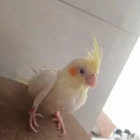 جوجه نرمه خور عروس هلندی|پرنده|شیراز, قلعه نو|دیوار