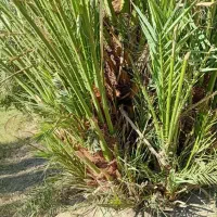 پاجوش نخل خرما مجول