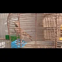 سهره خاکی|پرنده|مرودشت, مختارآباد|دیوار