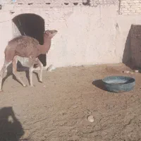 هاشی نر|حیوانات مزرعه|سرایان, |دیوار