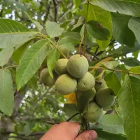 گردو بکار،زندگی پربار بردار|خدمات باغبانی و درختکاری|بانه, |دیوار
