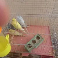 فروش ۶عددمرغ عشق