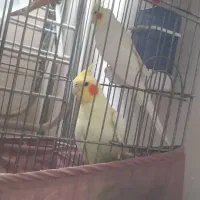 عروس هلندی مولد