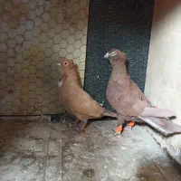 جفتگاهی سالم خوشگل