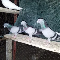 سه عدد سبز پاکستانی درجه یک|پرنده|میناب, |دیوار