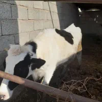 گاو شیری|حیوانات مزرعه|سیدآباد, |دیوار