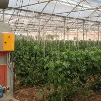 فروش گلخانه با تخفیف ۲ میلیاردی