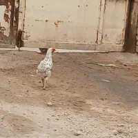 ۷ عدد مرغ و خروس|حیوانات مزرعه|اهواز, سپیدار|دیوار