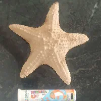 ستاره دریایی|ماهی|بوشهر, |دیوار