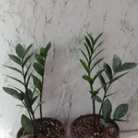 حراج زامفولیا|گل و گیاه طبیعی|سمنان, |دیوار