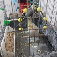 عروس هلندی نروماده