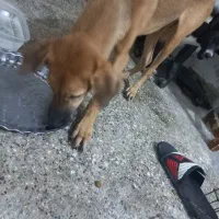 واگذاری رایگان