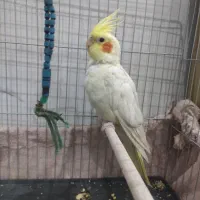 فروش عروس هلندی نر|پرنده|ساوه, |دیوار